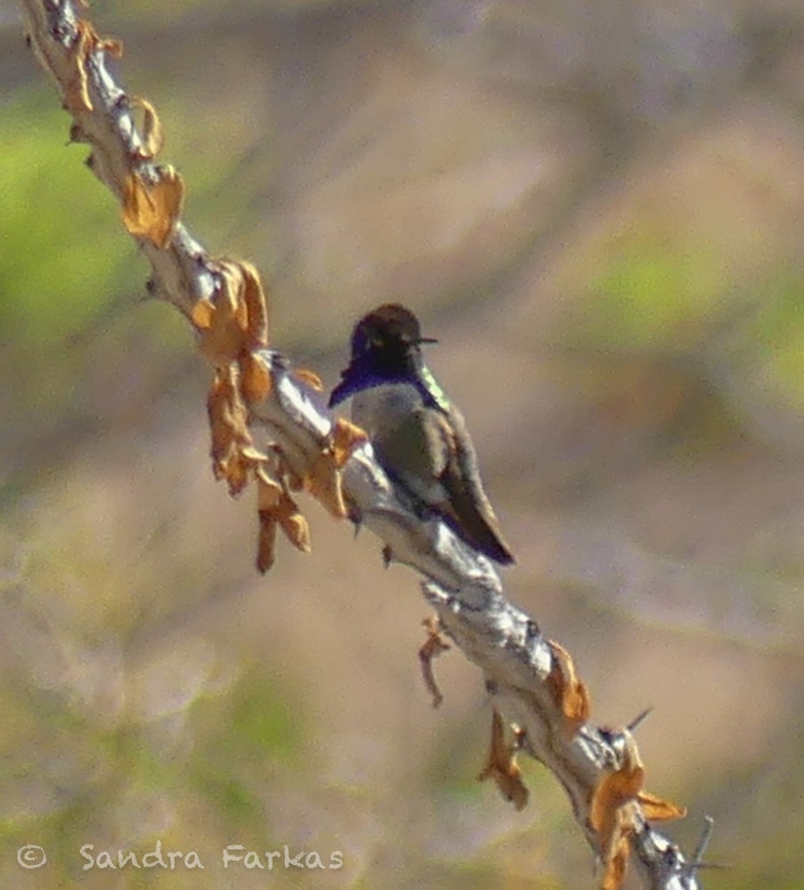Costa's Hummingbird - ML615881694