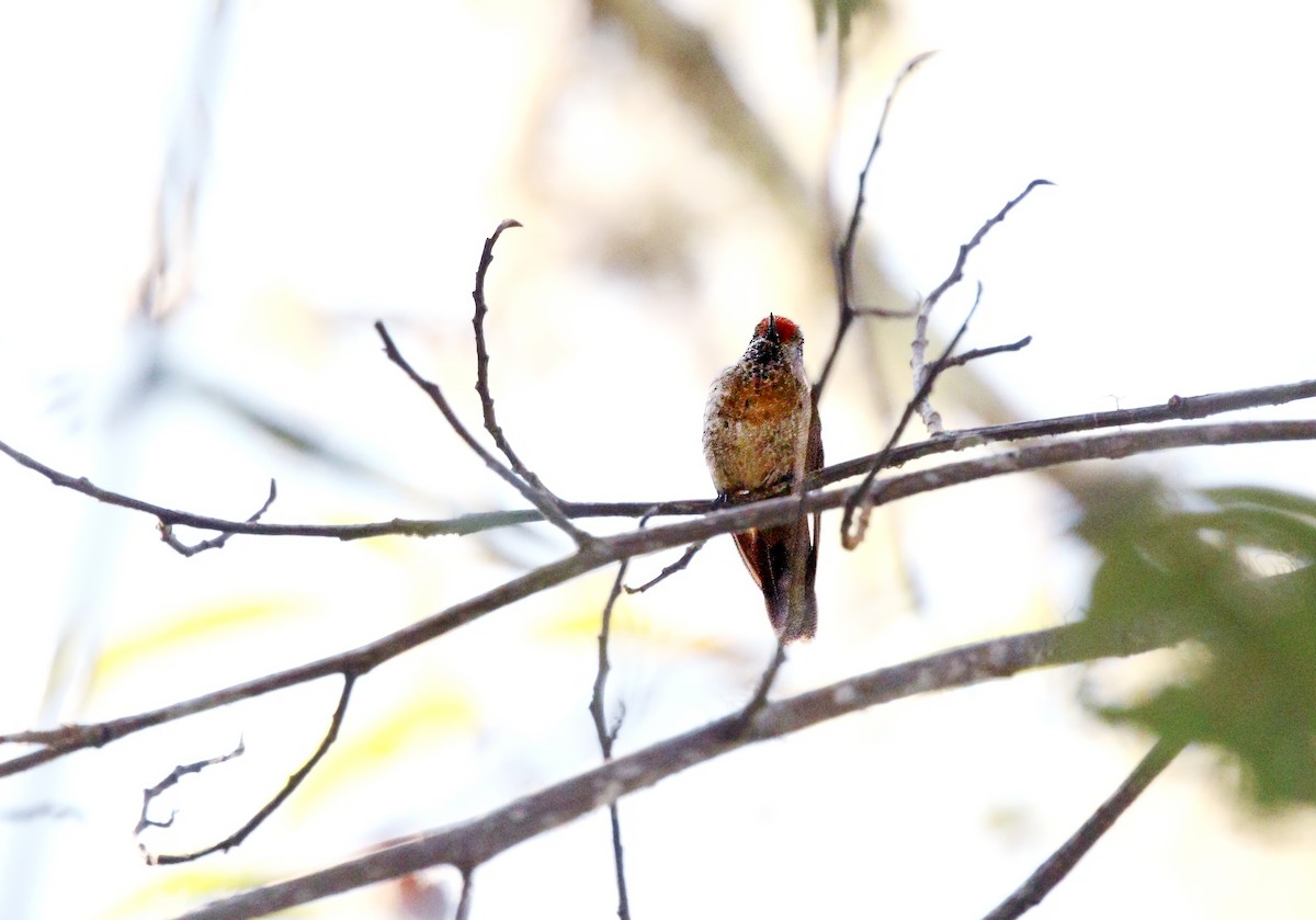 kolibřík rezavokorunkatý - ML615881776
