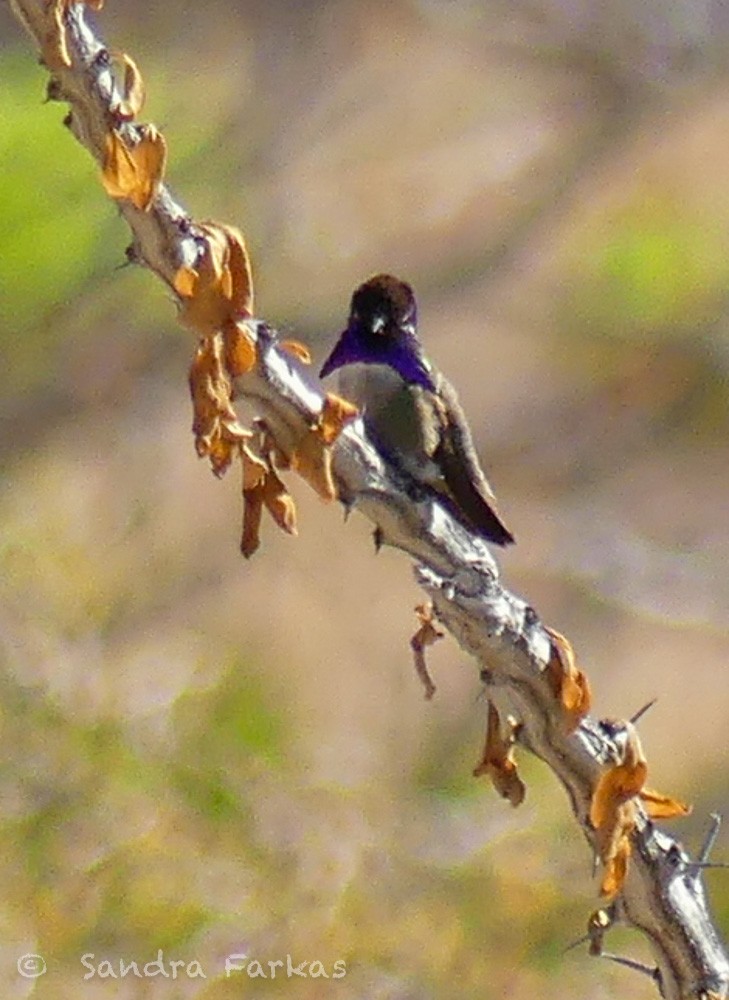 Costa's Hummingbird - ML615881799