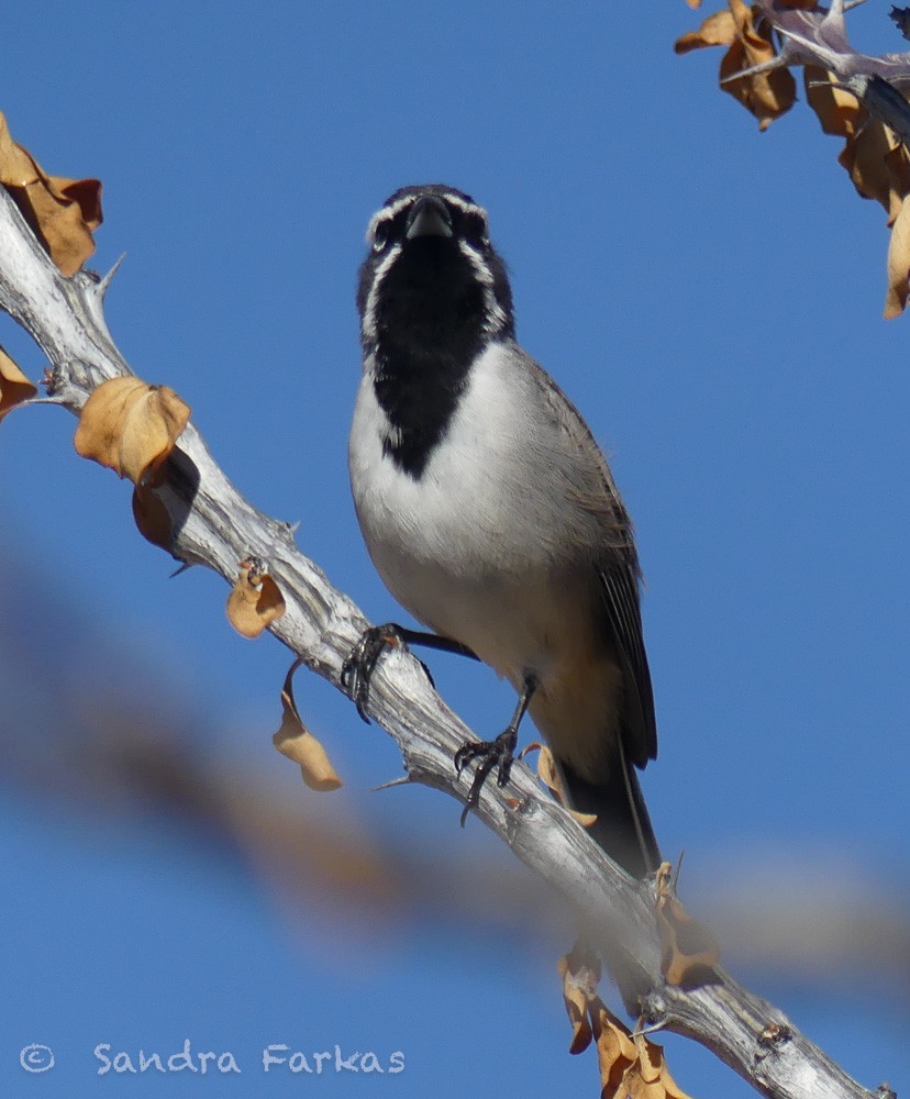 Black-throated Sparrow - ML615881949