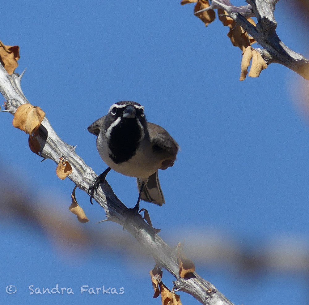 Black-throated Sparrow - ML615881952