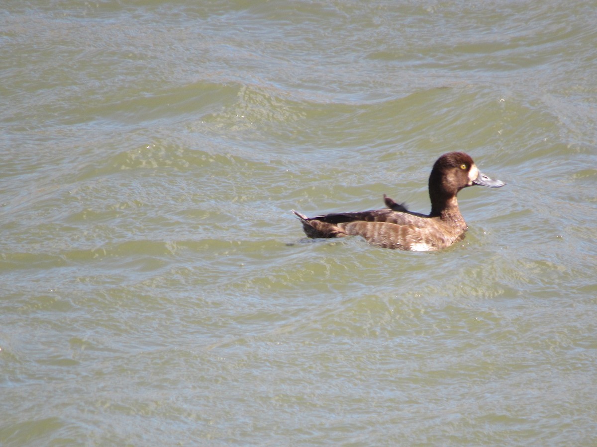 Greater Scaup - ML615881958