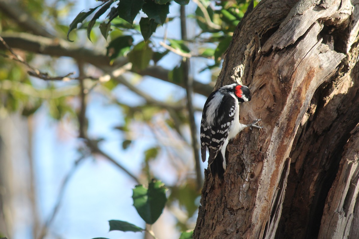 Downy Woodpecker - ML615882131