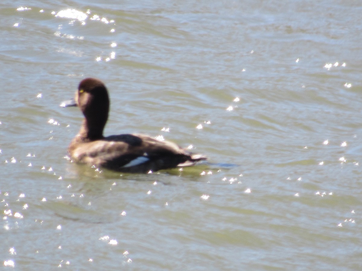 Greater Scaup - Roger Hedge