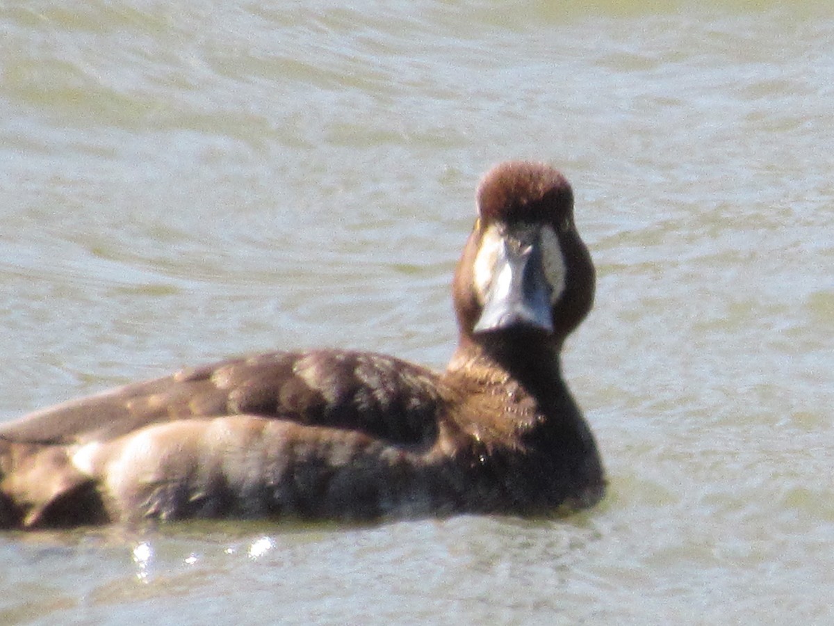 Greater Scaup - ML615882310