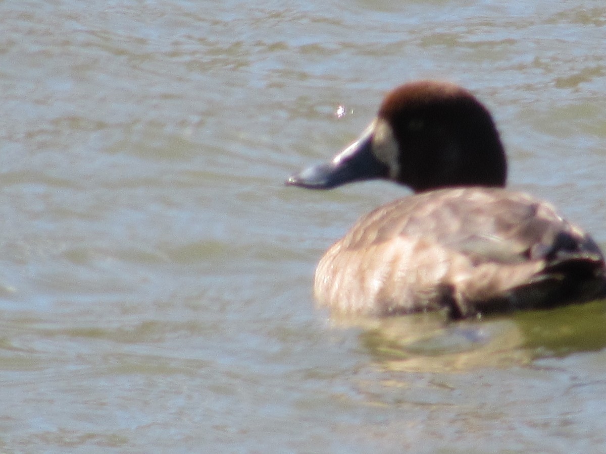 Greater Scaup - Roger Hedge