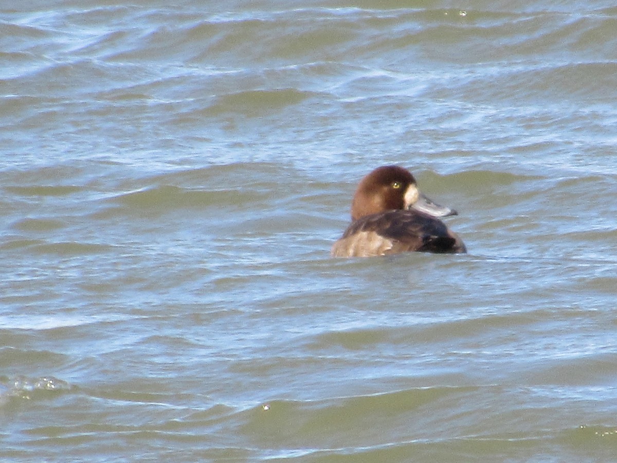 Greater Scaup - ML615882346