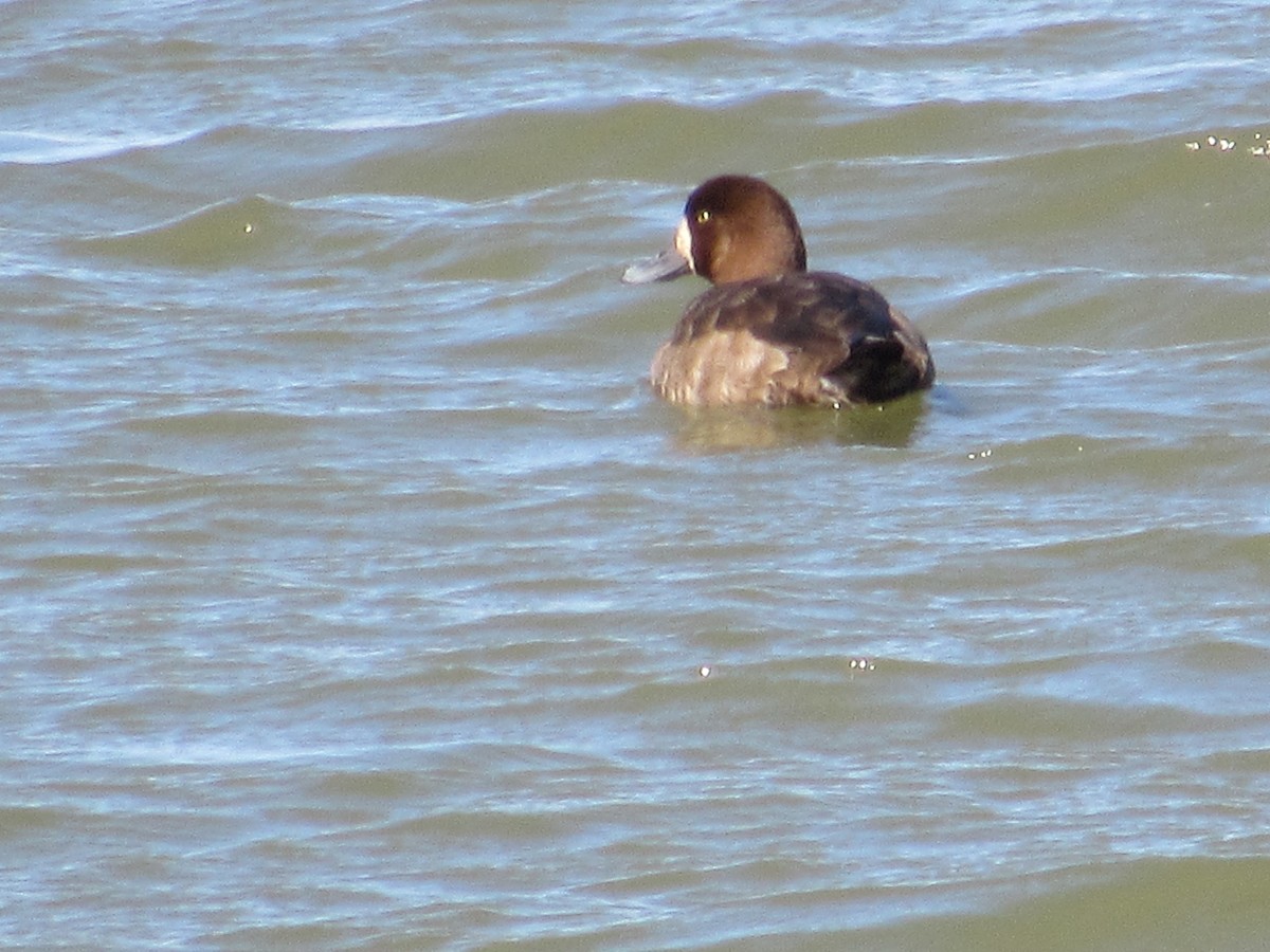 Greater Scaup - ML615882365