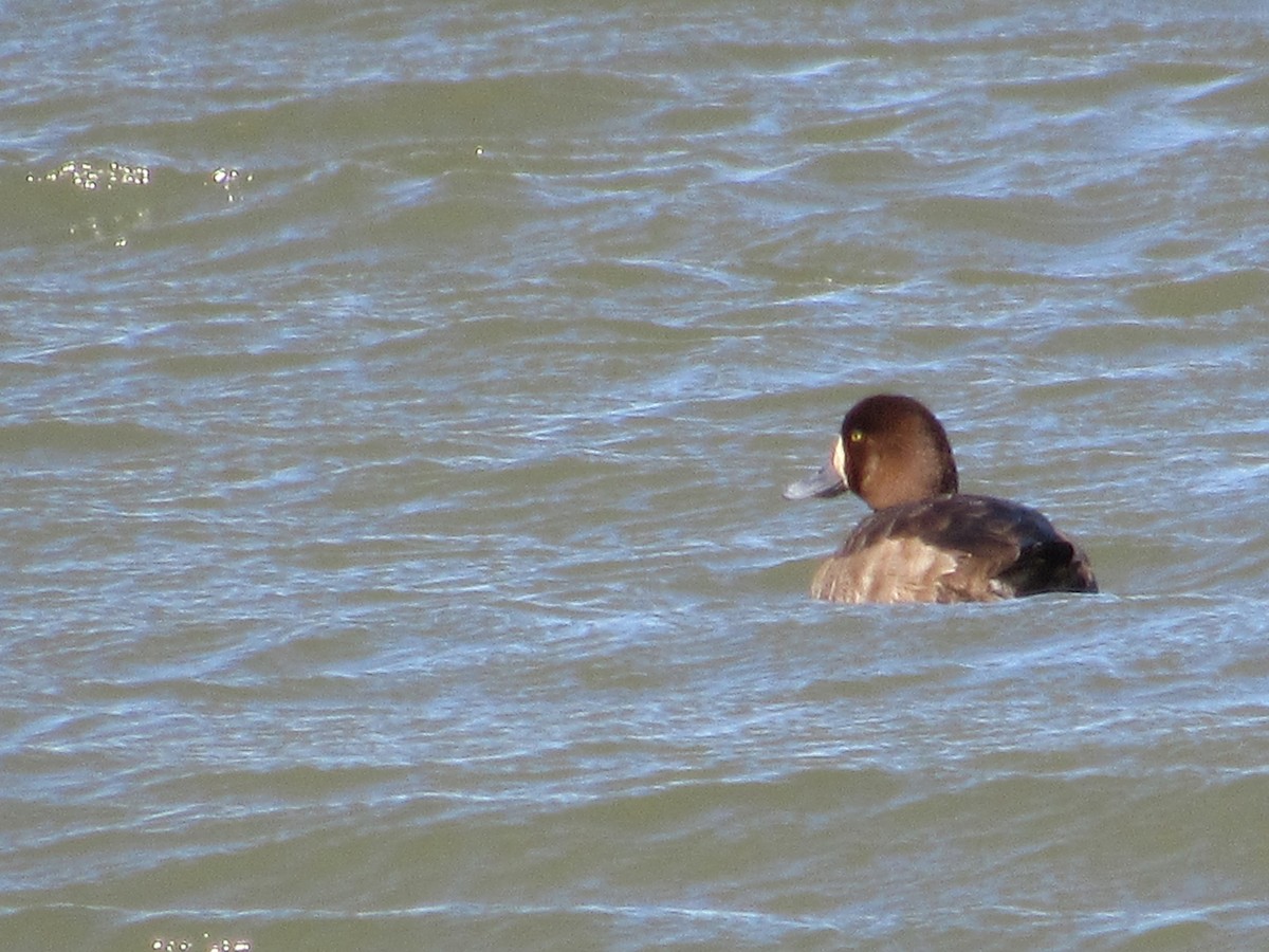 Greater Scaup - ML615882385