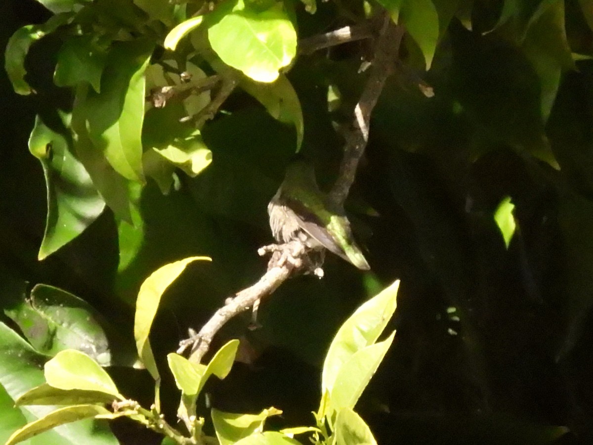 Anna's Hummingbird - ML615882561