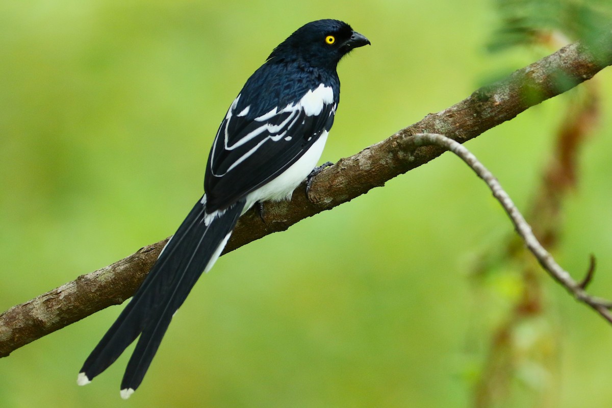 Magpie Tanager - ML615882586