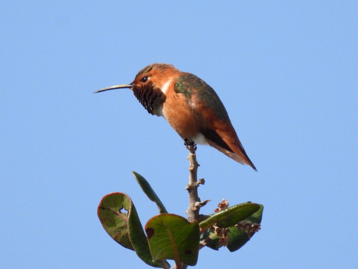 Allen's Hummingbird - ML615882607