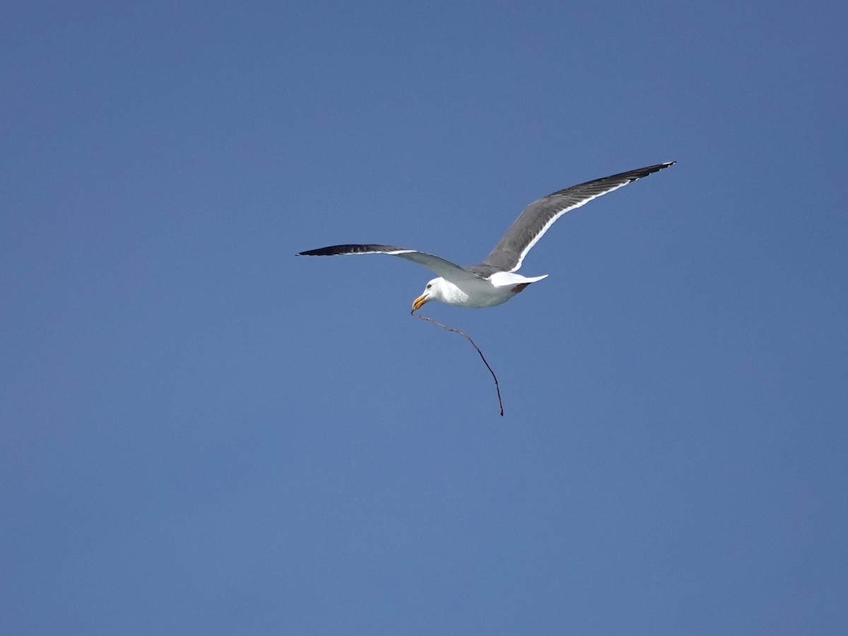 Western Gull - Norman Uyeda