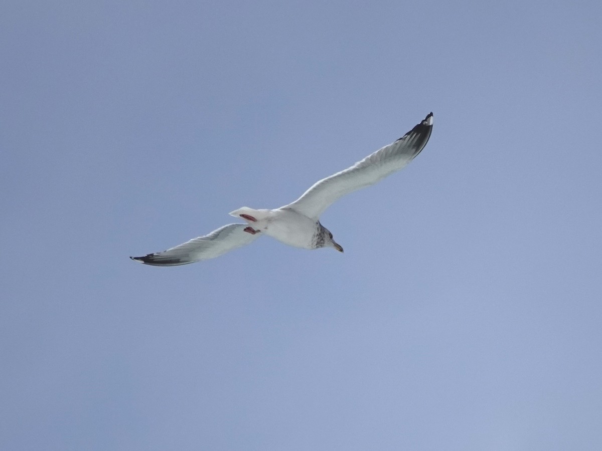 Herring Gull - Norman Uyeda
