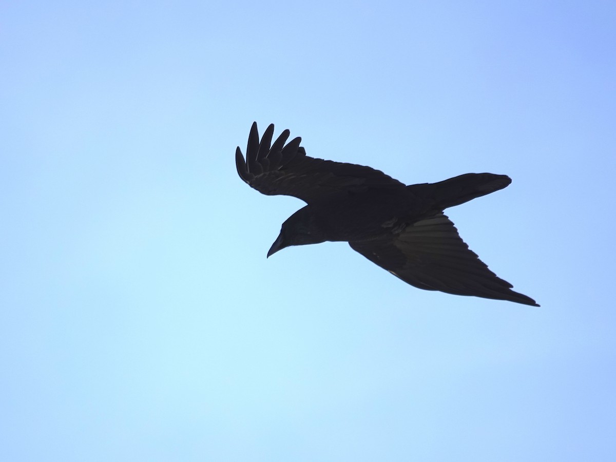 Common Raven - Norman Uyeda