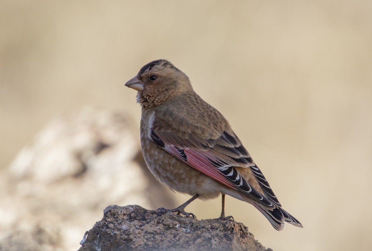 Crimson-winged Finch (African) - ML615882679
