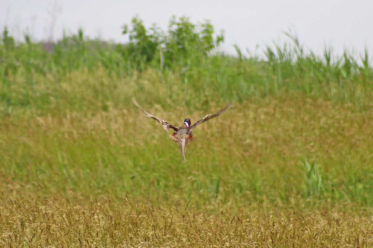 Ring-necked Pheasant - ML615882790