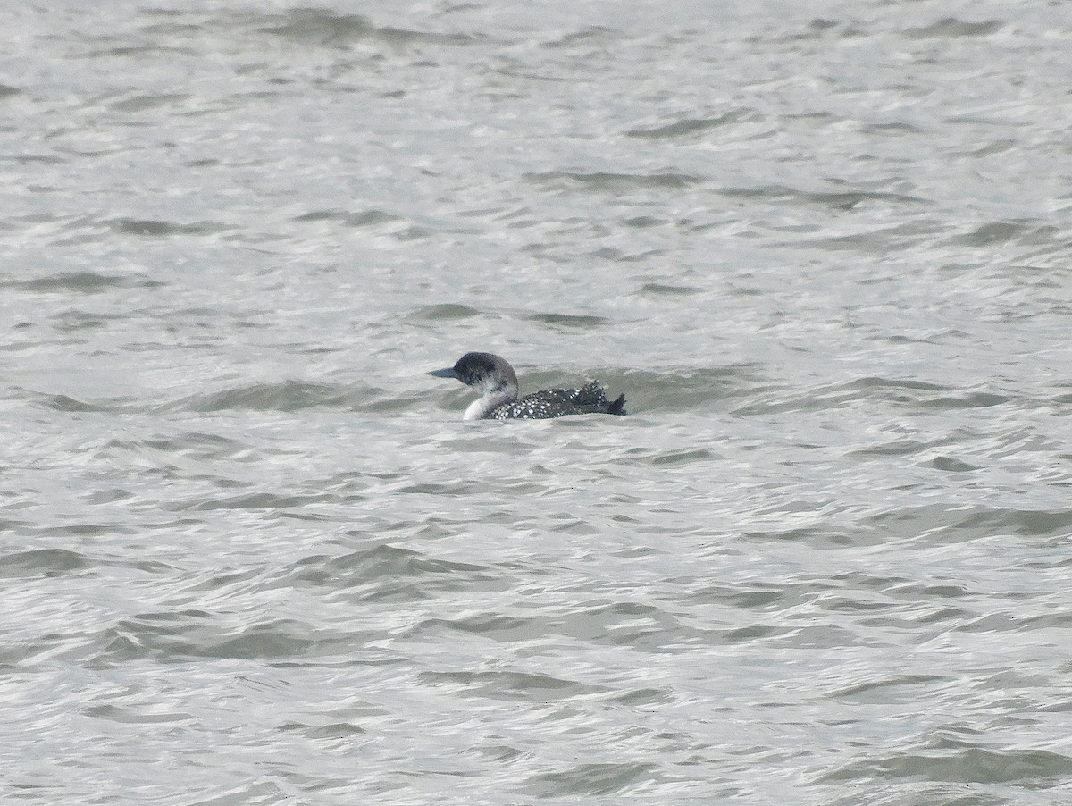 Common Loon - Asher Perkins