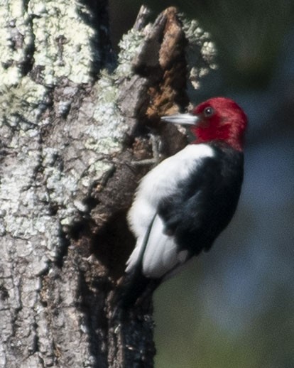 Red-headed Woodpecker - ML615882960