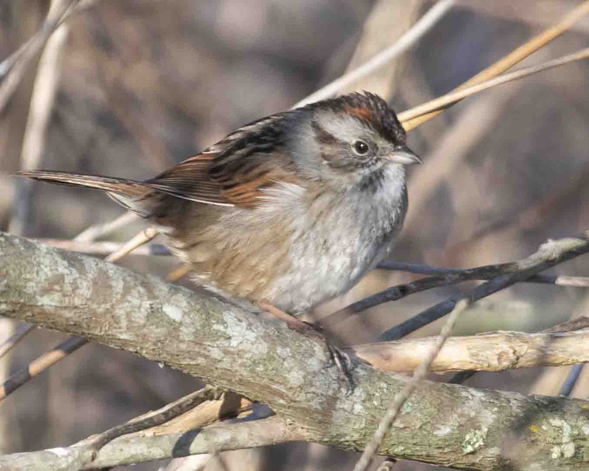 Swamp Sparrow - ML615882971