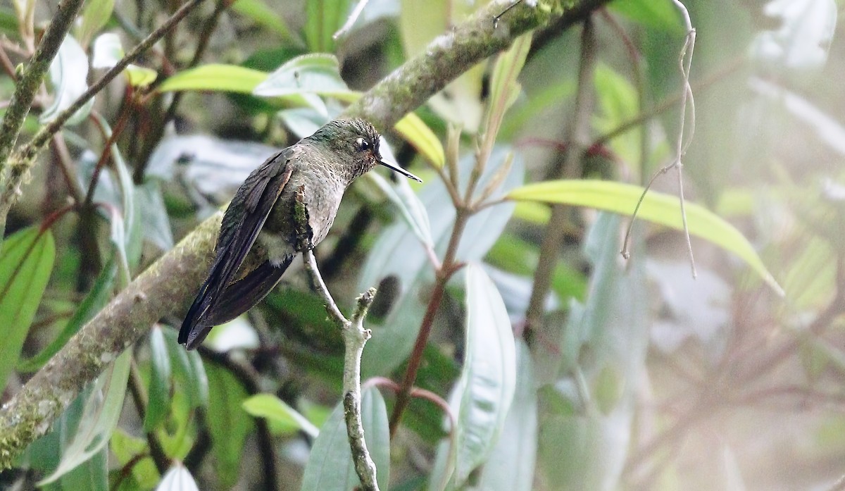 kolibřík šupinkatý - ML615883043