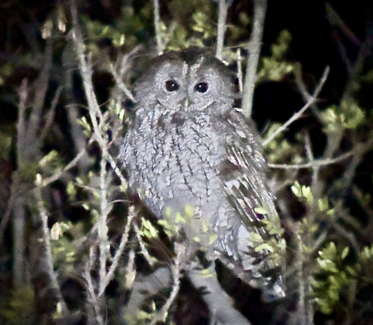 Maghreb Owl - ML615883046