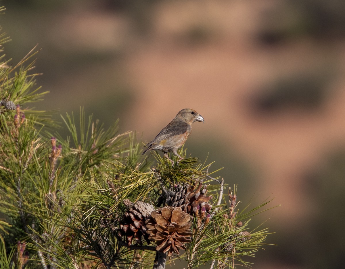 Red Crossbill (North African) - ML615883071