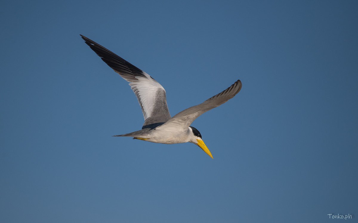Large-billed Tern - Carlos Maure