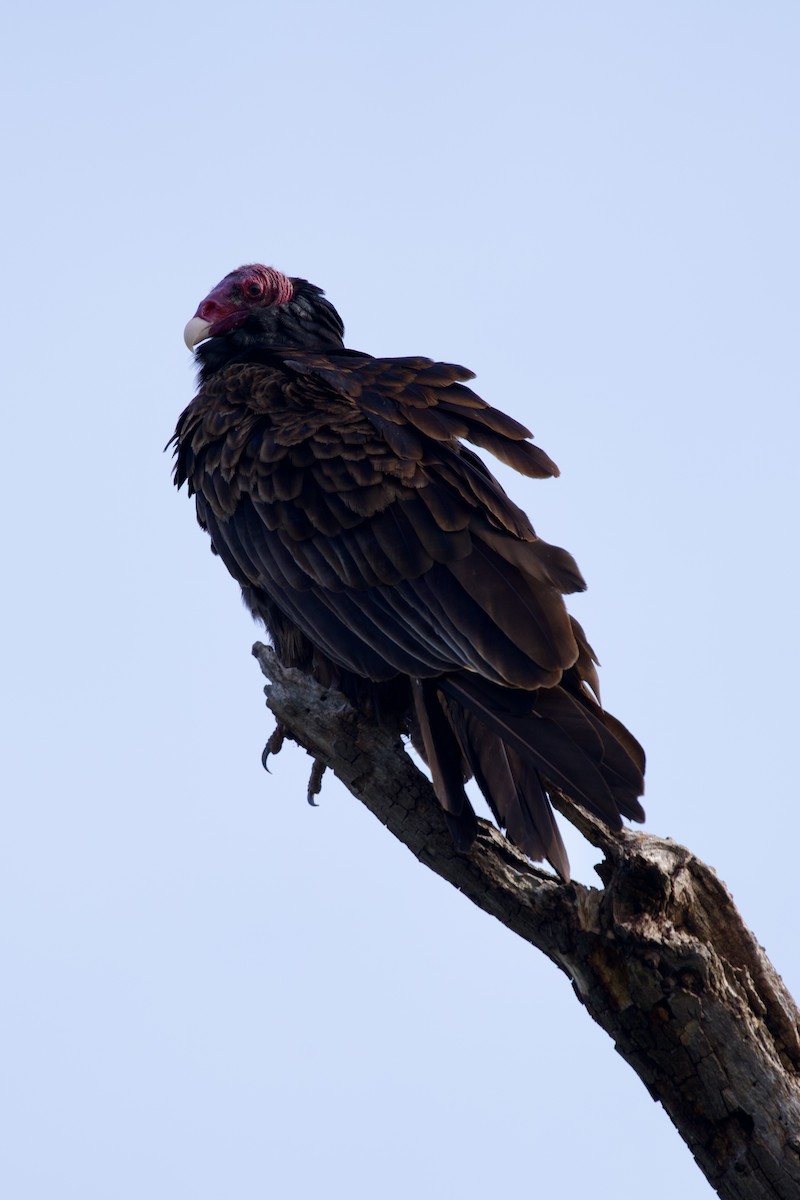 Turkey Vulture - ML615883162