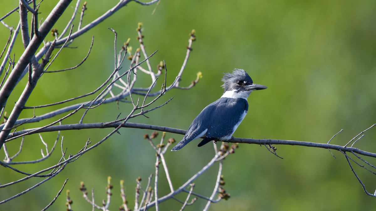 Belted Kingfisher - ML615883164