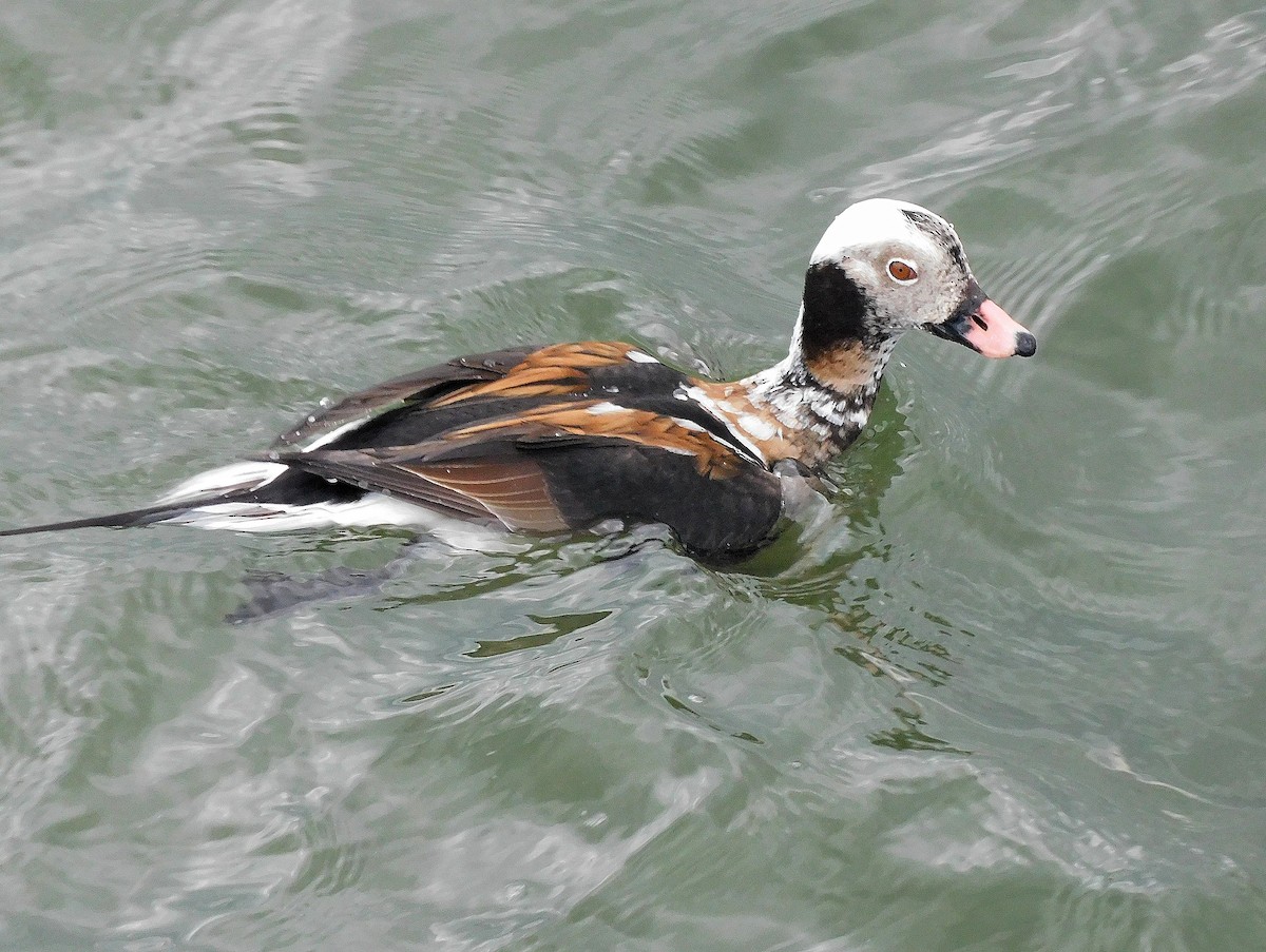 Long-tailed Duck - ML615883218