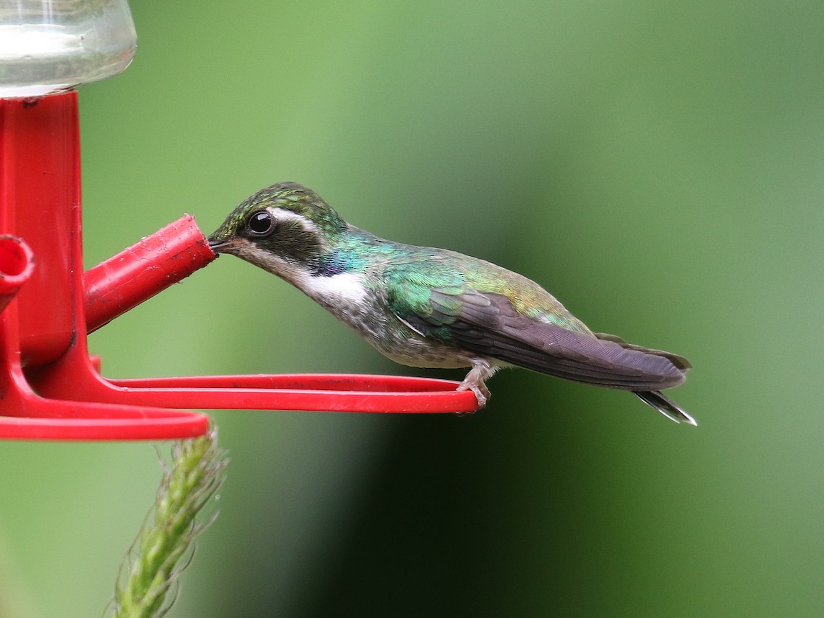 kolibřík klínozobý - ML615883252