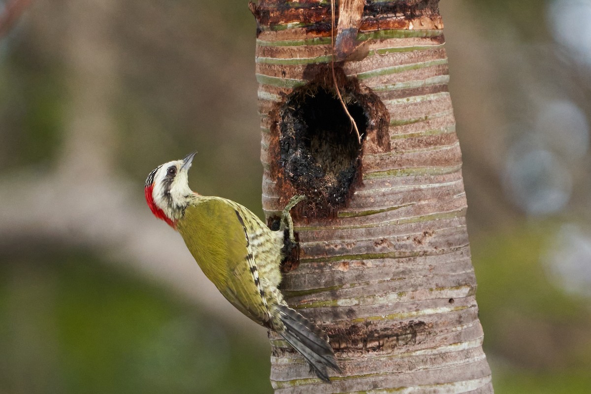 Cuban Green Woodpecker - ML615883256