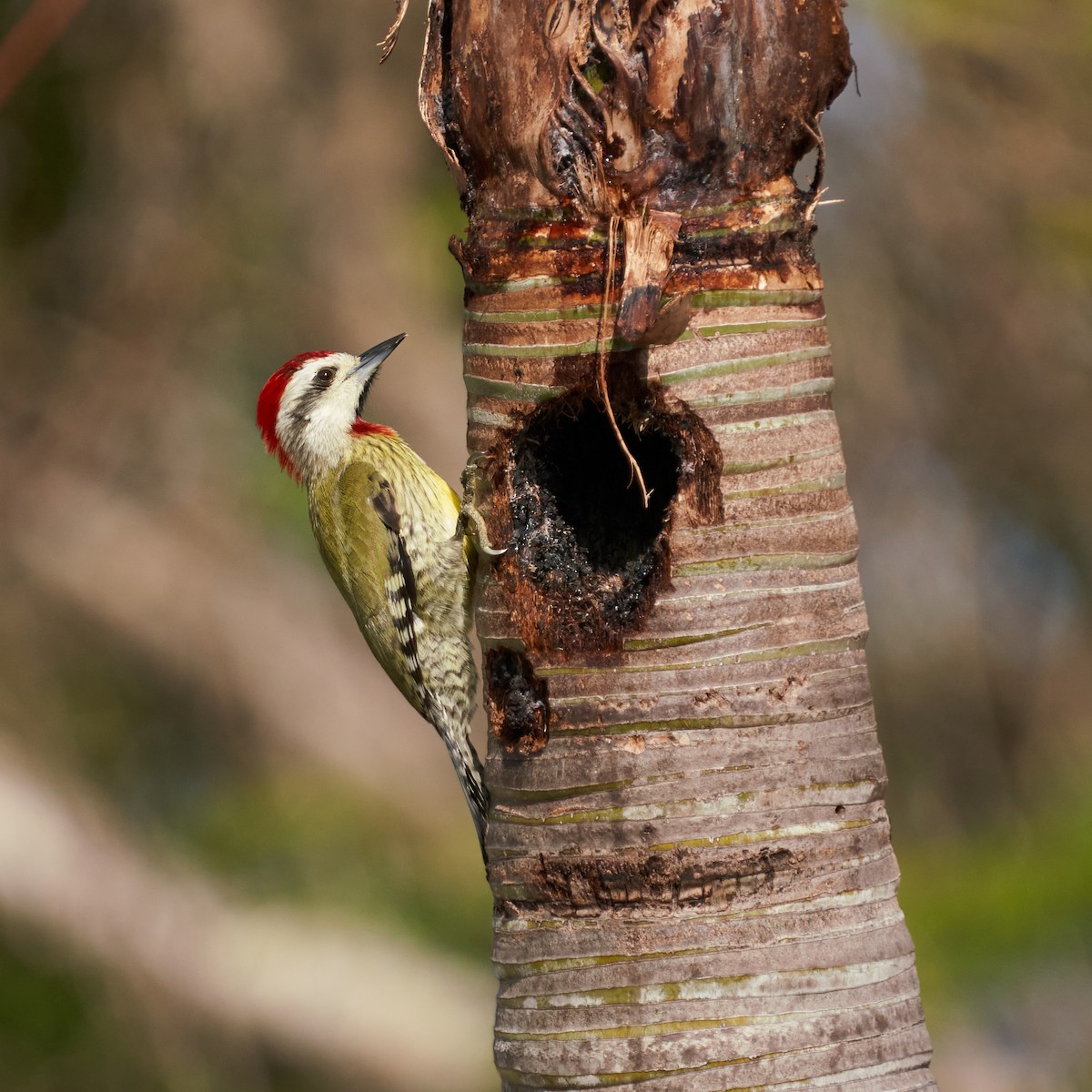 Cuban Green Woodpecker - ML615883258