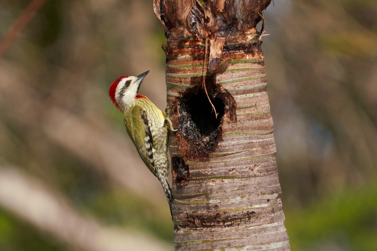 Cuban Green Woodpecker - Dominique Genna