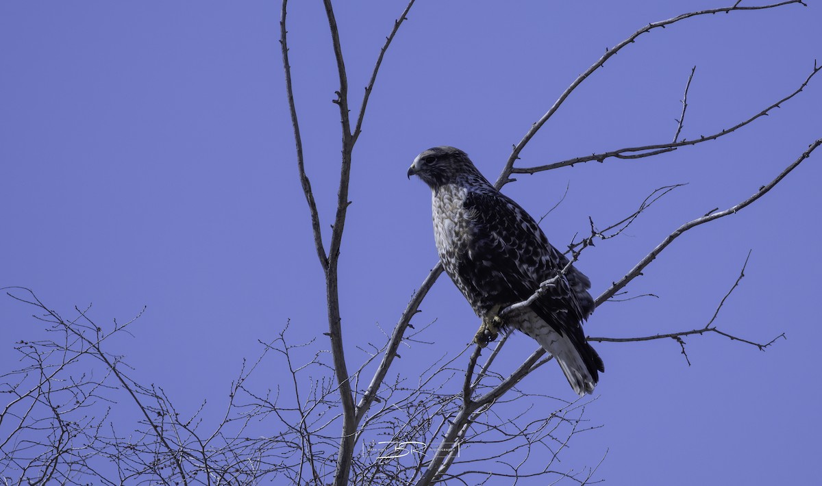 Red-tailed x Rough-legged Hawk (hybrid) - ML615883551