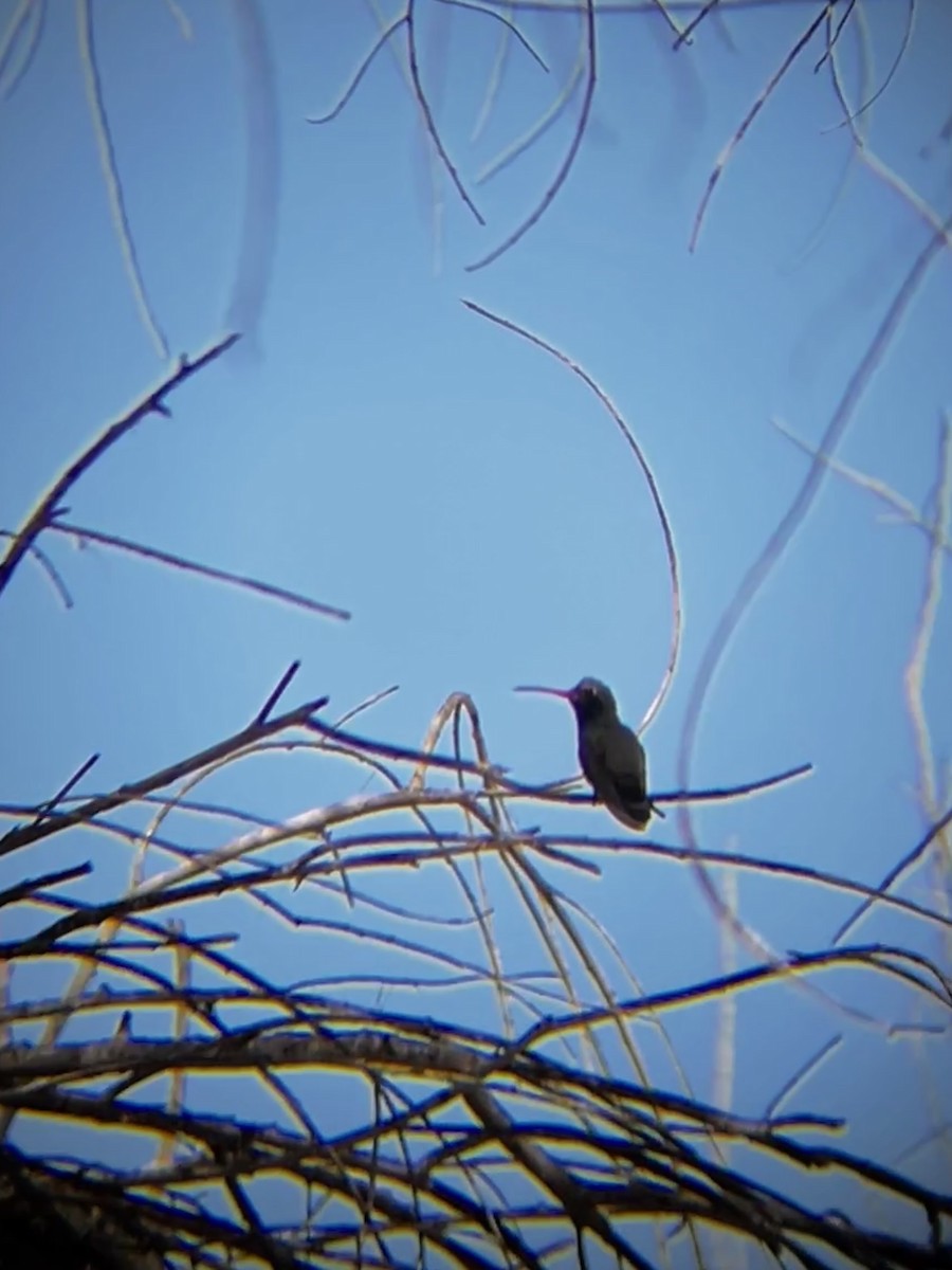 Broad-billed Hummingbird - Levi Plummer