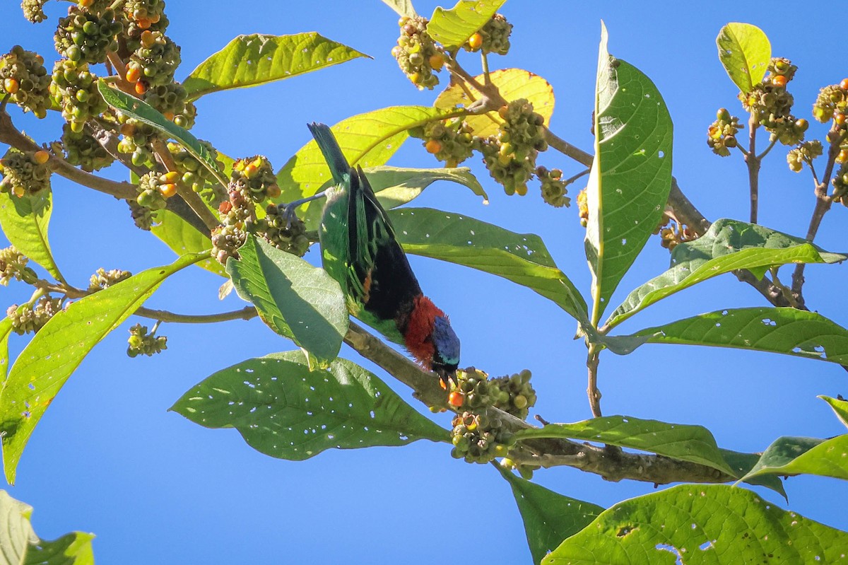 Red-necked Tanager - ML615883641