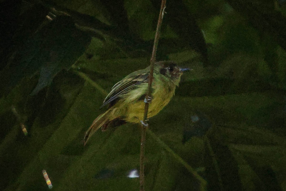 Sepia-capped Flycatcher - ML615883657