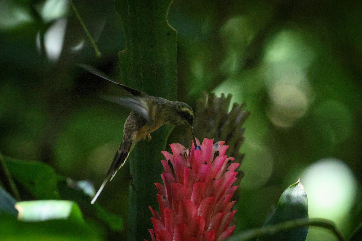 kolibřík temnohrdlý - ML615883667