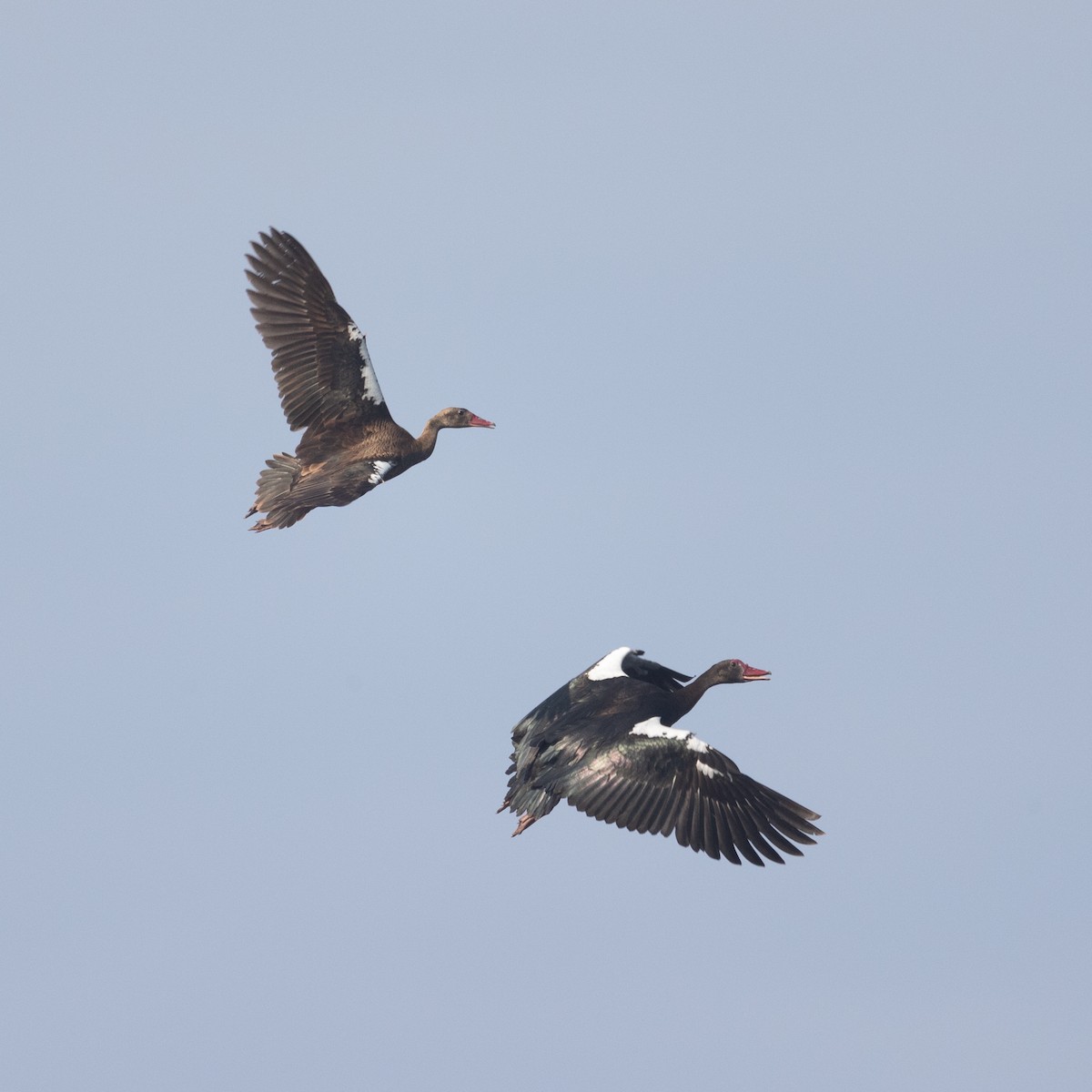Spur-winged Goose (Southern) - ML615883709