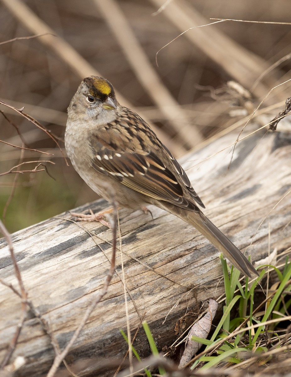 Golden-crowned Sparrow - ML615883787