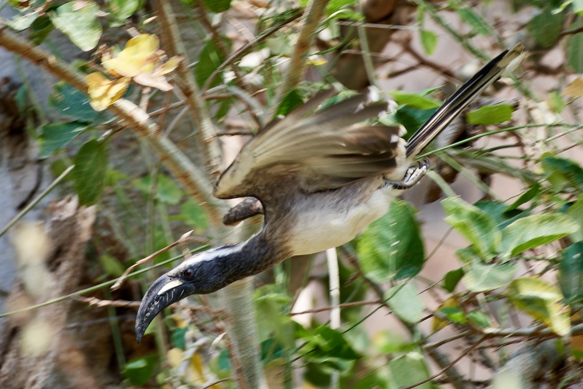 African Gray Hornbill - ML615883820