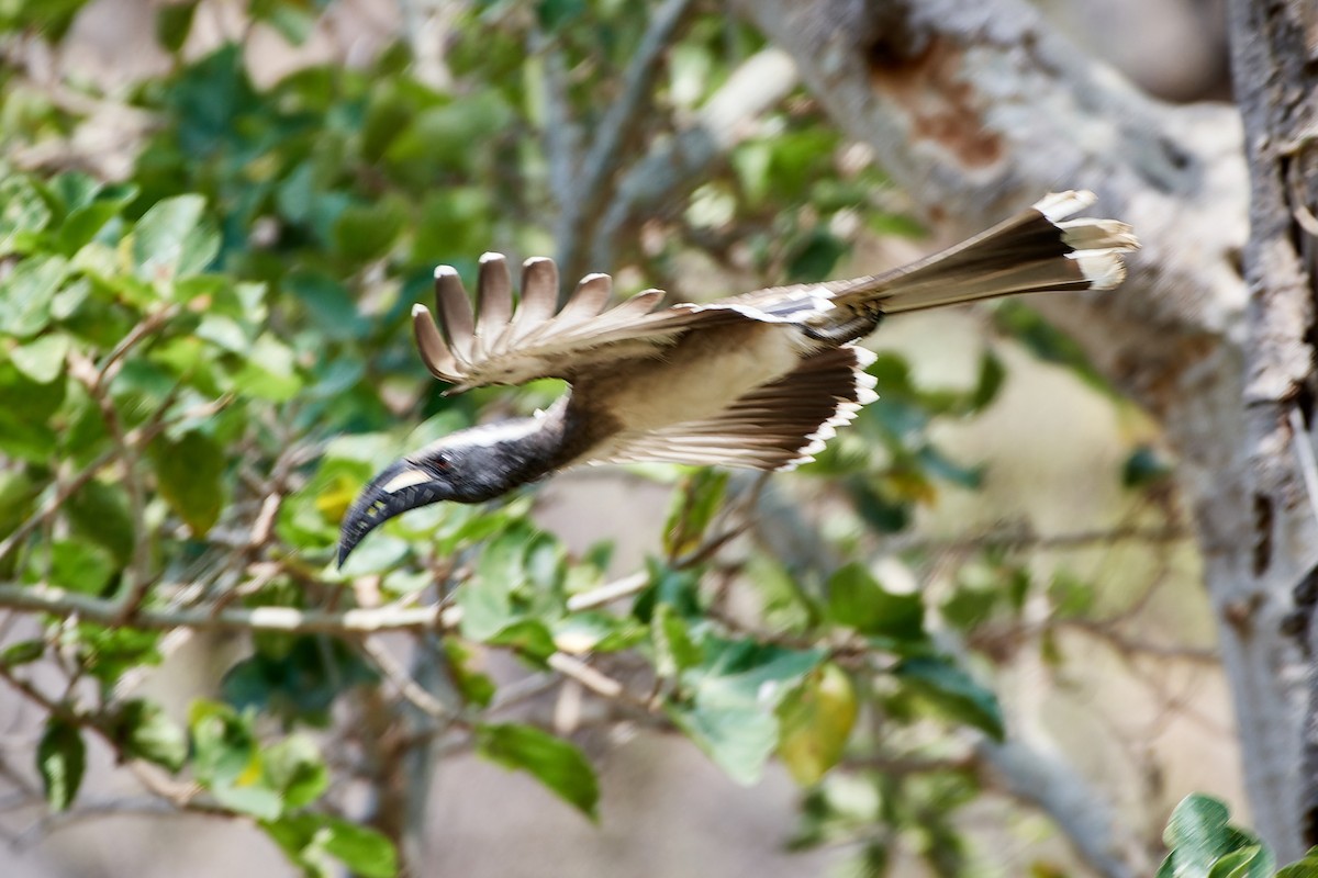 African Gray Hornbill - ML615883821