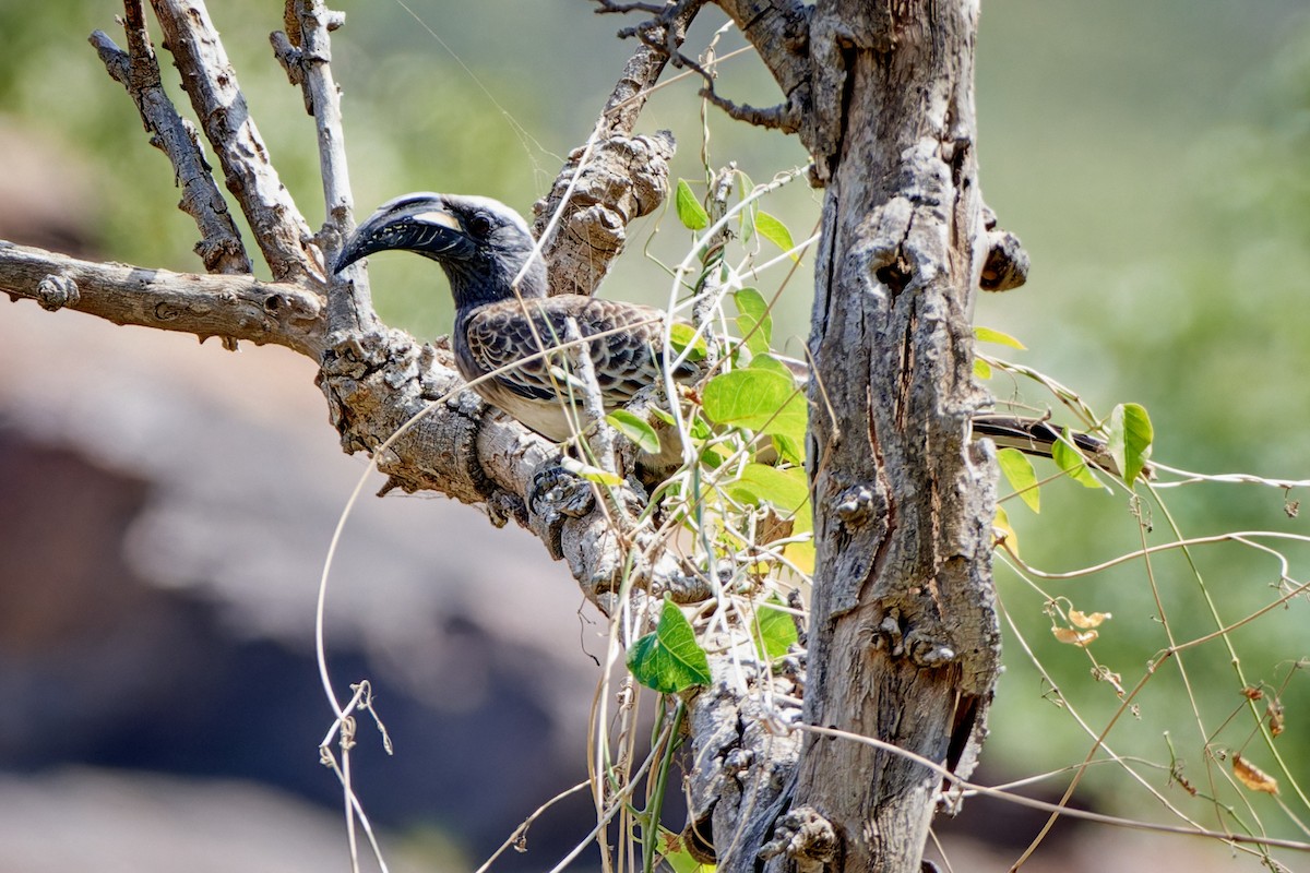 African Gray Hornbill - ML615883832