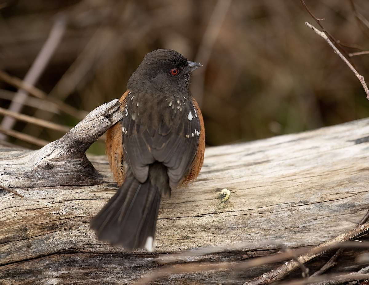 Spotted Towhee - ML615883836