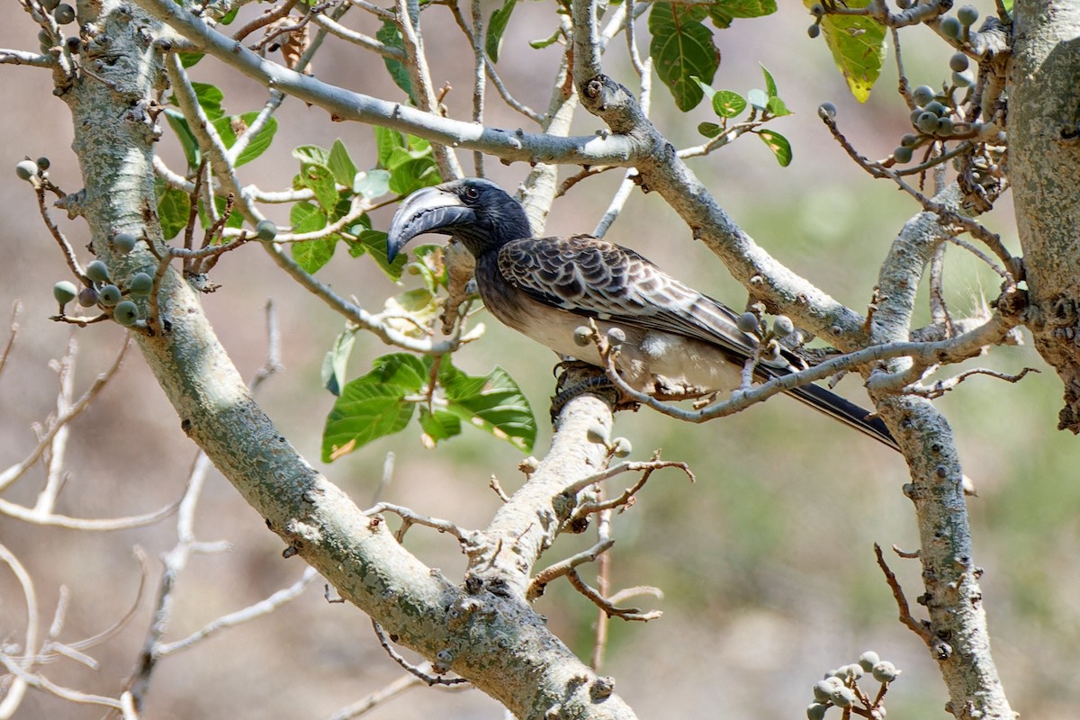 African Gray Hornbill - ML615883842