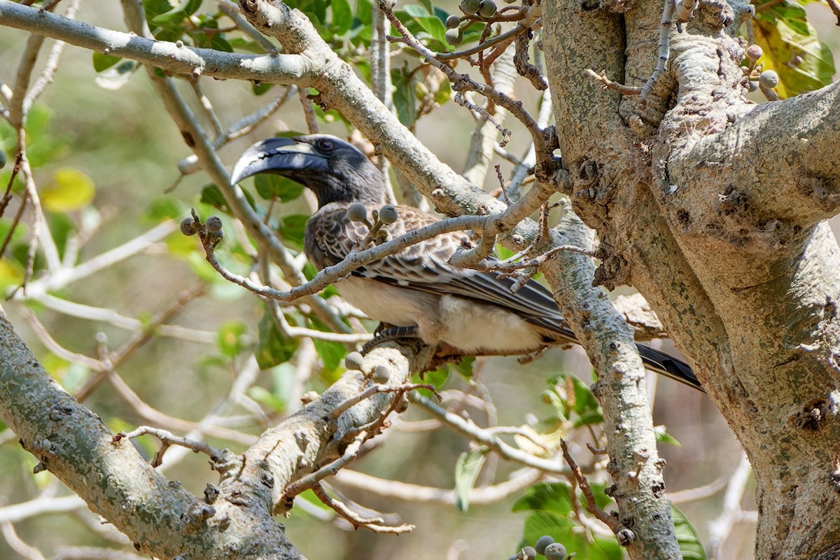 African Gray Hornbill - ML615883843