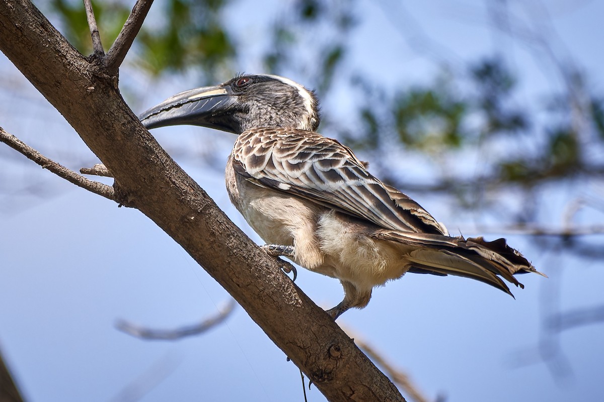 African Gray Hornbill - ML615883851