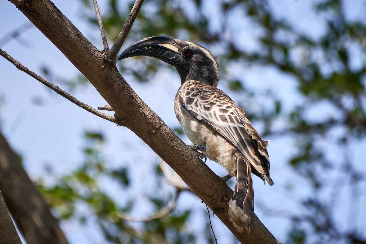 African Gray Hornbill - ML615883852
